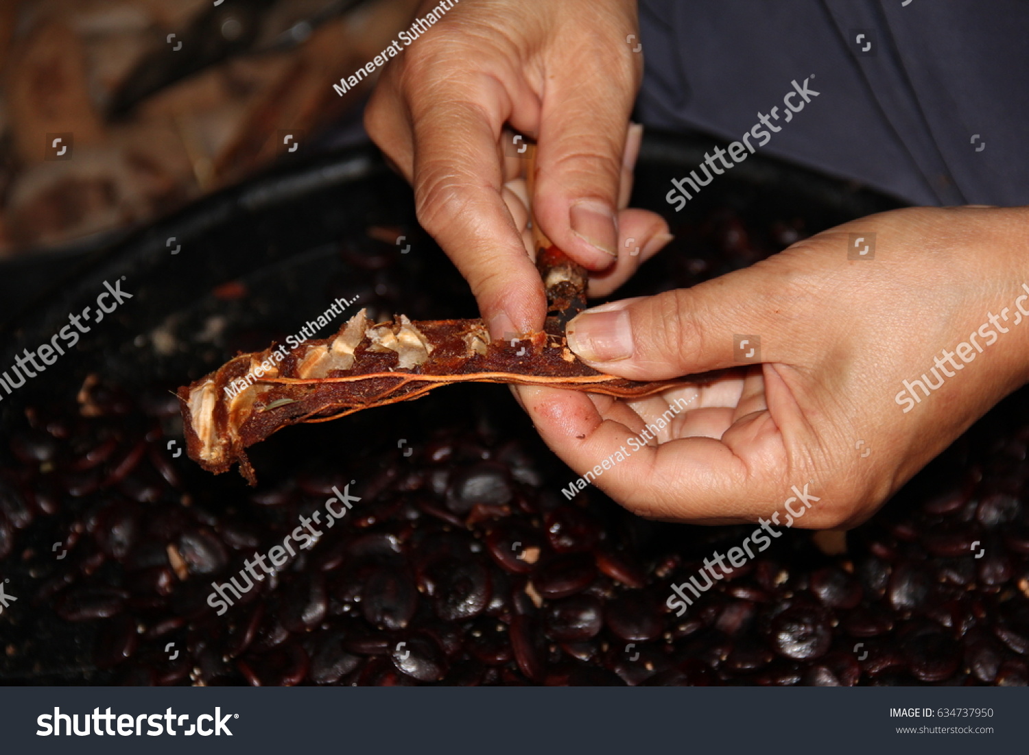 Womans Hands Removing Seeds Tamarind Fruit Stock Photo Edit Now