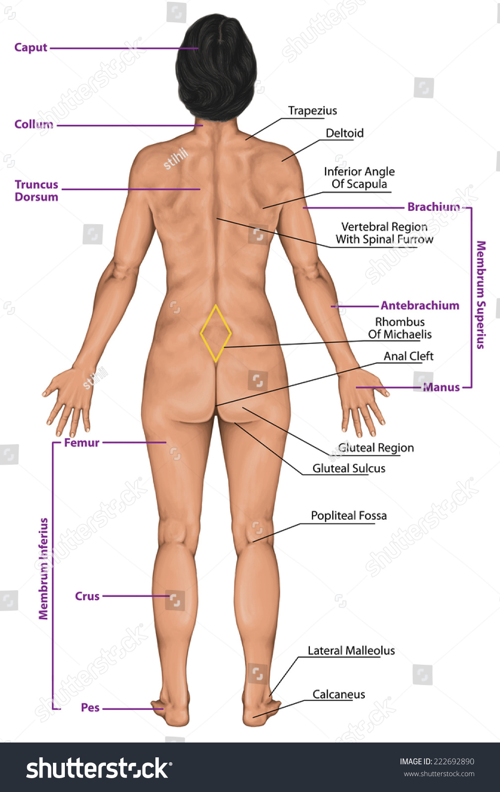 Woman Women Female Anatomical Body Surface Stock Illustration 222692890