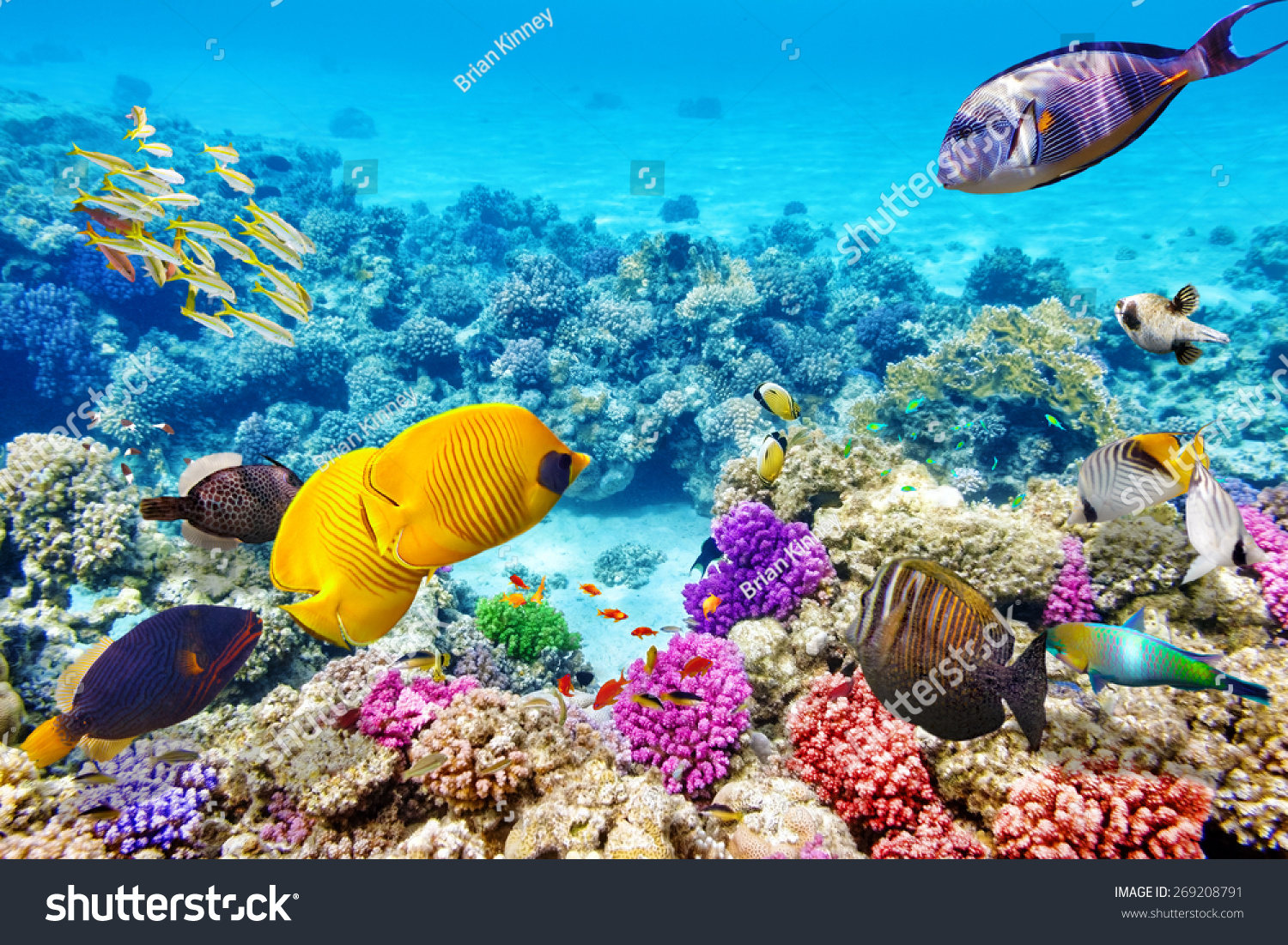 ScottDecor Hearts Underwater World Backdrop Love Letters Feathers Ink Underwater World Backdrop Aquarium Corals Photography L24 X H16 Inch
