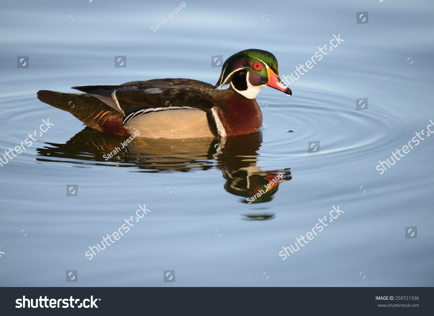 Wood Duck Stock Photo 259721936 : Shutterstock