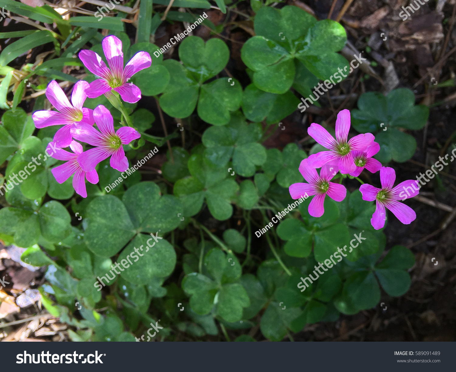 Wood Sorrel Oxalis Often Called Shamrock Stock Photo Edit Now