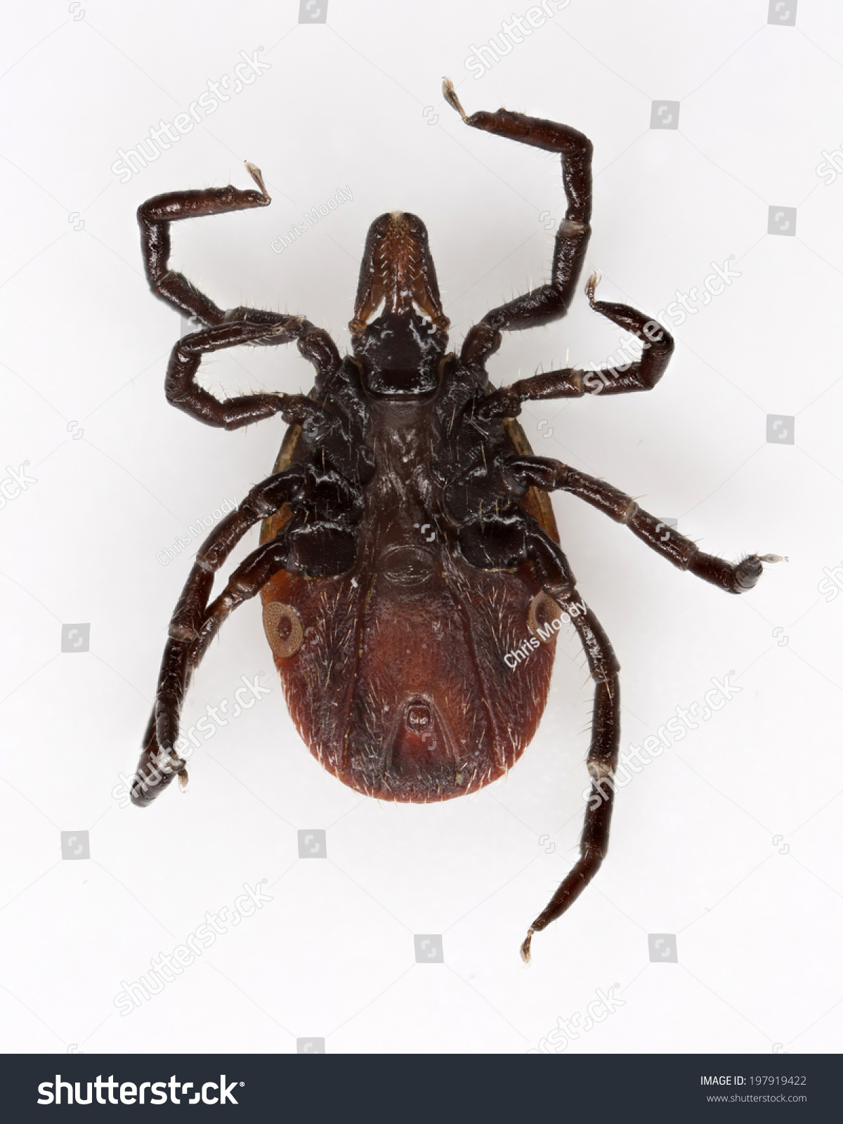 Wood Tick Pictures - Ajor Png