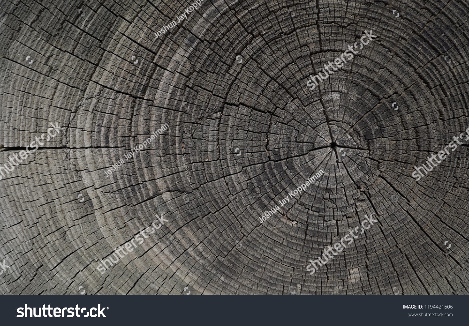 Wood Tree Stump Background Stock Photo (Edit Now) 1194421606