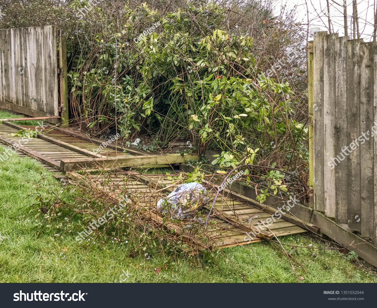 Wooden Fence Panels Blown Down By Stock Photo Edit Now 1351032044