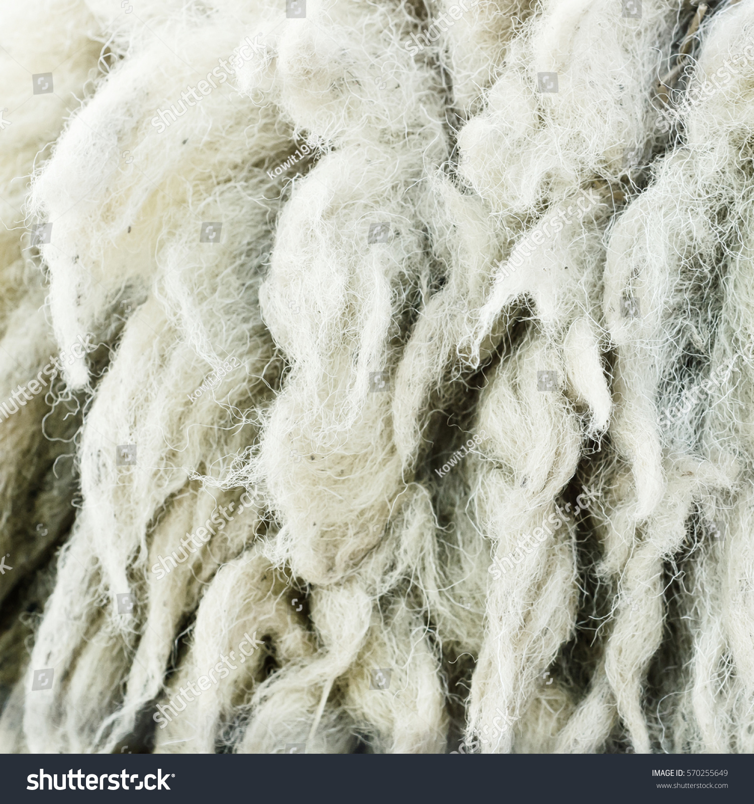 Wool Sheep Stock Photo 570255649 - Shutterstock