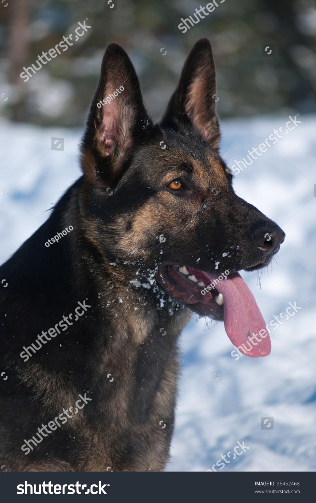 Work Group German Shepherd Dog Portrait Stock Photo 96452468 : Shutterstock