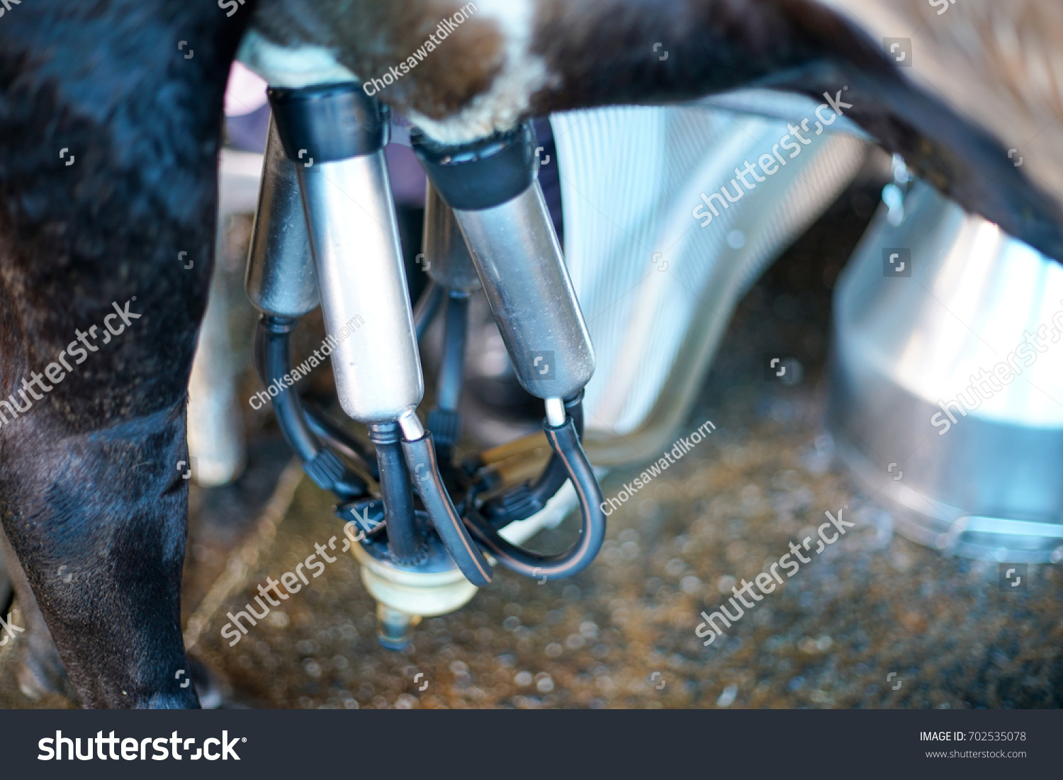 Worker Use Cow Milking Facility Mechanized Stock Photo 702535078 ...