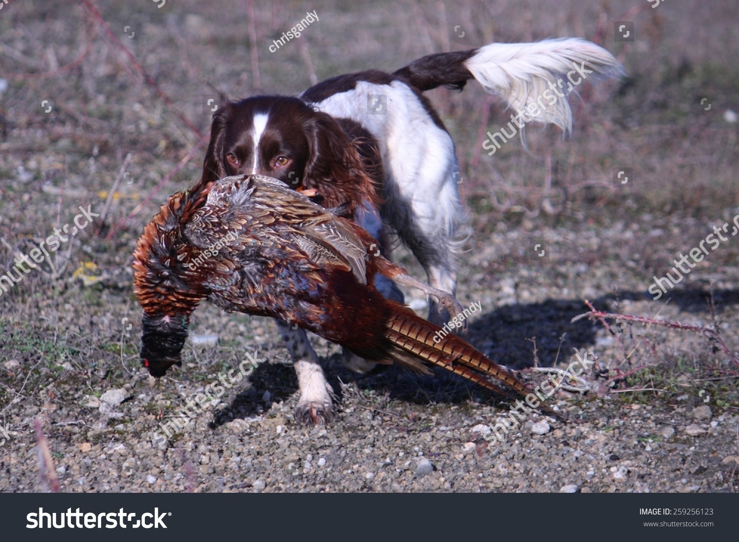 Working Type English Springer Spaniel Carrying Stock Photo Edit