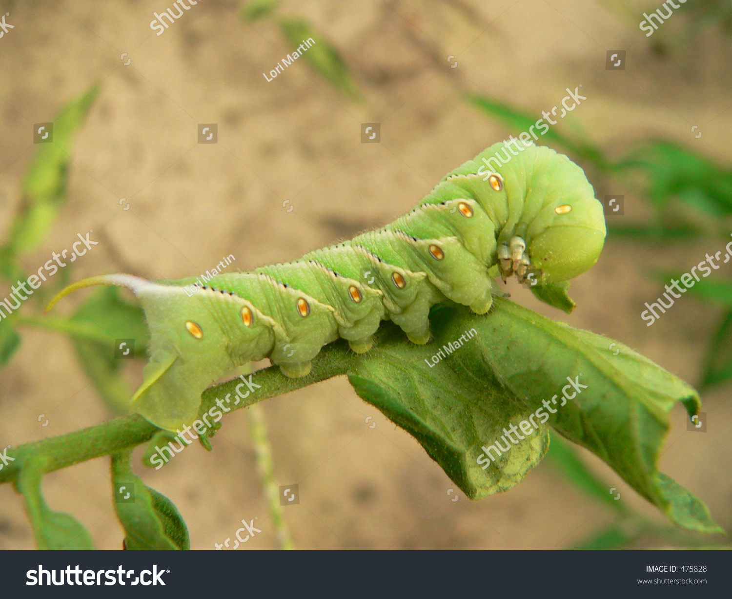 Worm On Tomato Plant Stock Photo 475828 : Shutterstock