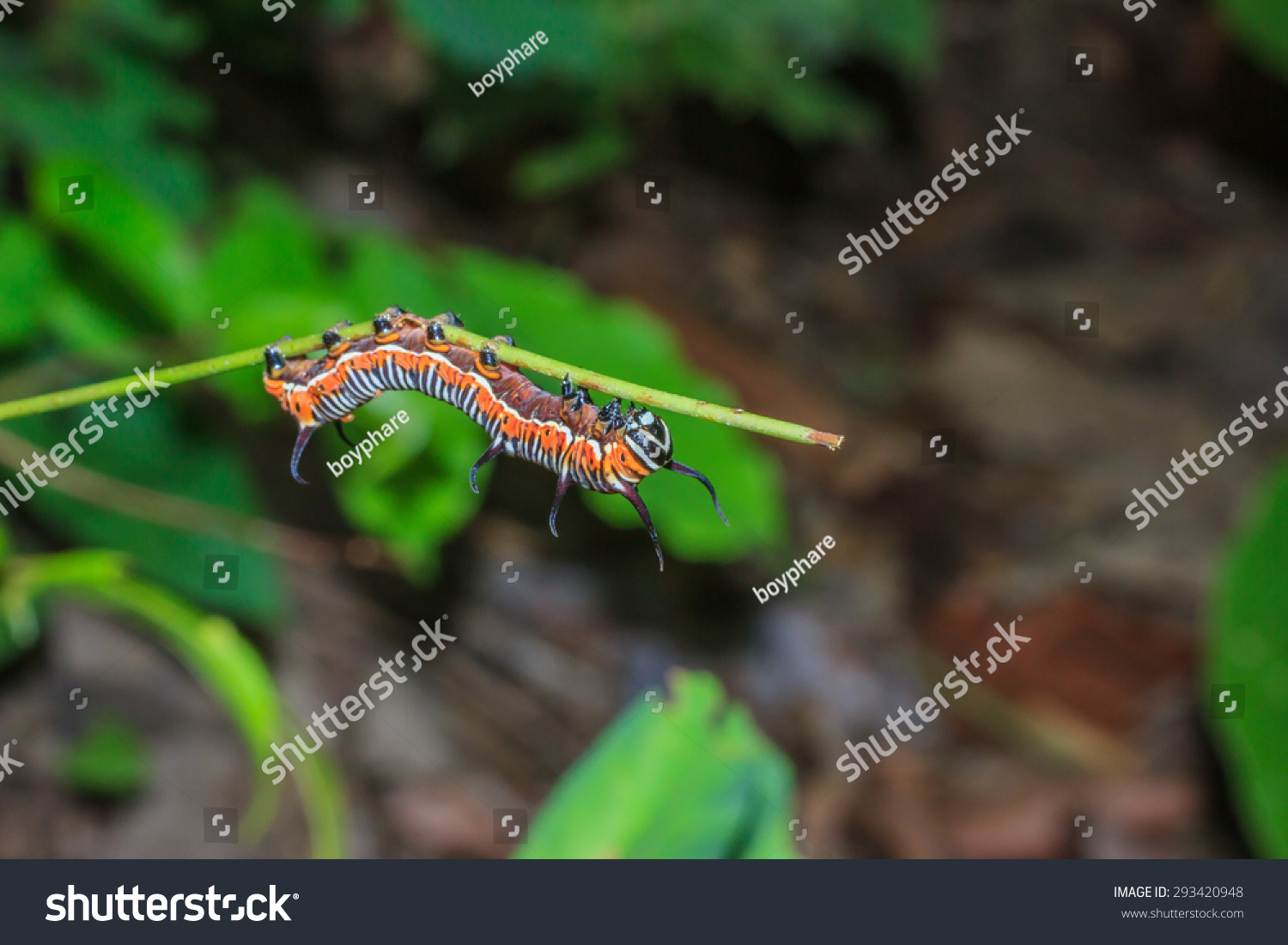 Worm Worm On Branches Background Blur Stock Photo Edit Now