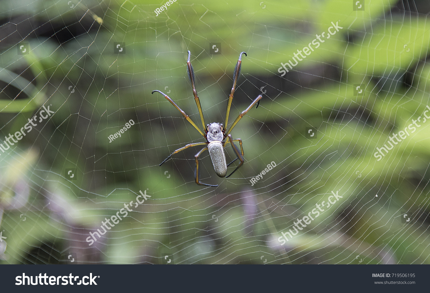 writing spiders stock photos writing
