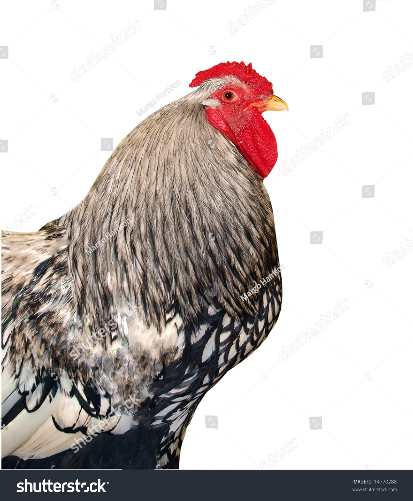 Wyandotte Rooster Isolated Clipping Path Stock Photo (Edit Now) 14770288