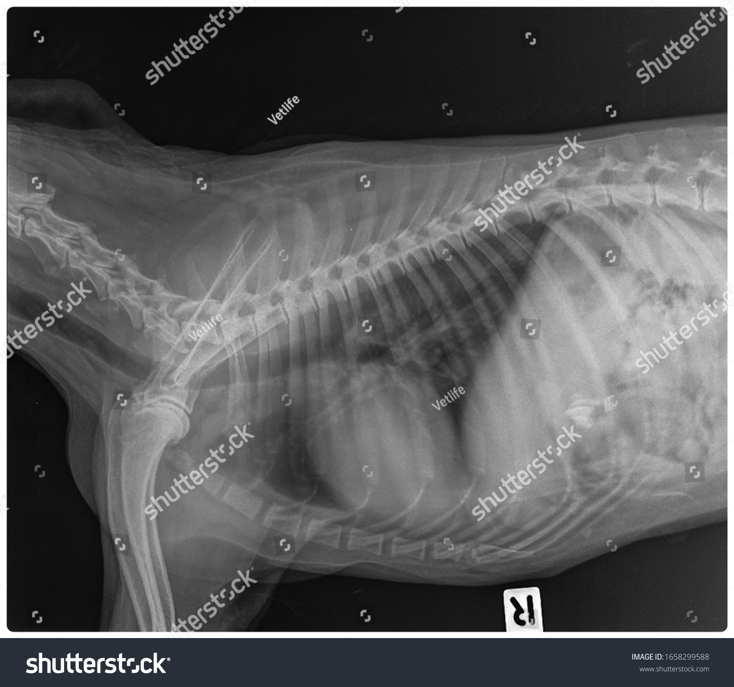 4,718 Dog chest Images, Stock Photos & Vectors | Shutterstock