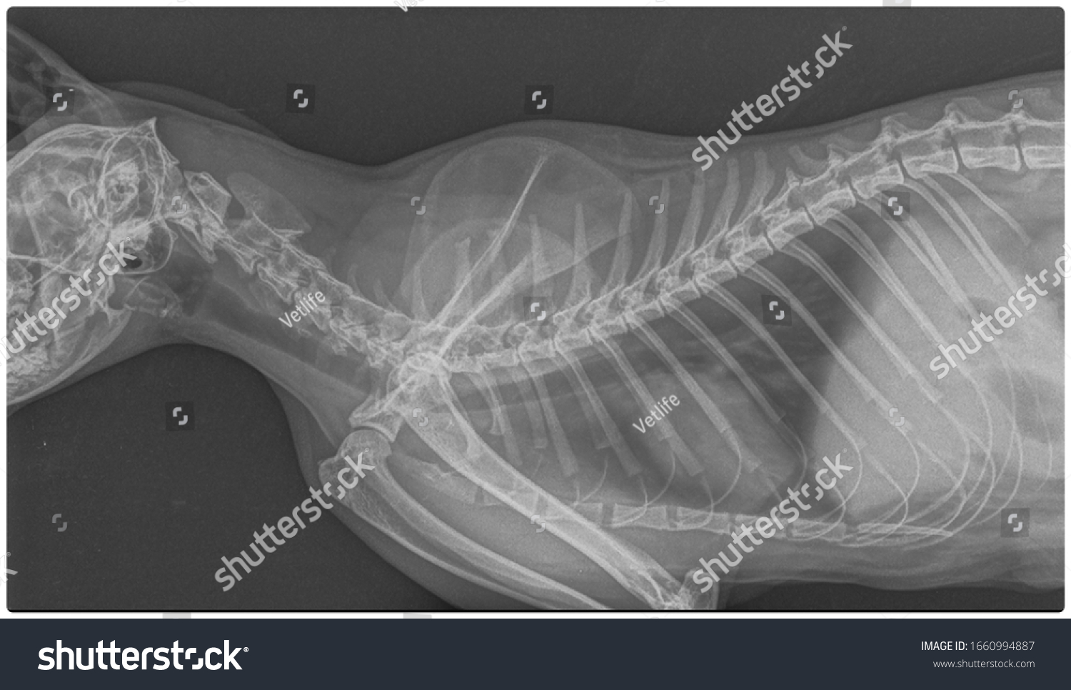 Veterinary-radiography Images, Stock Photos & Vectors | Shutterstock