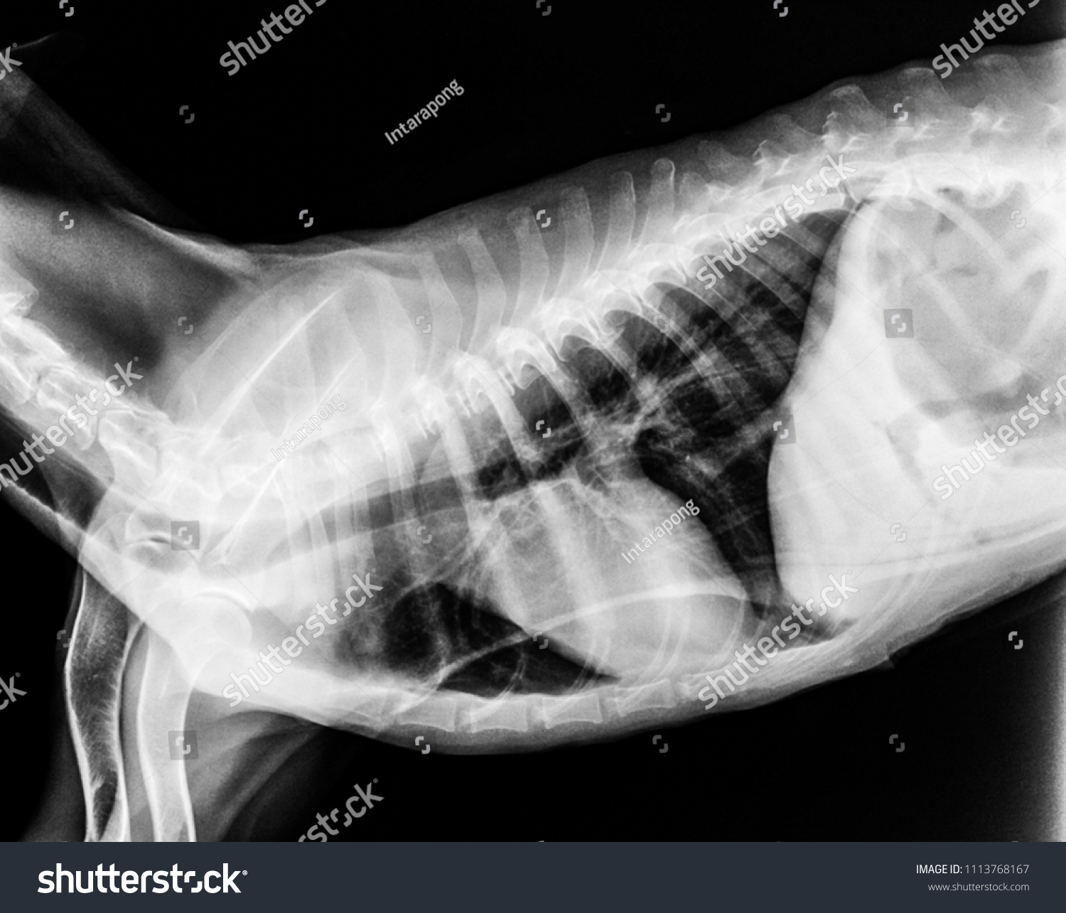 Xray Film Dog Lateral View Closed Stock Photo 1113768167 | Shutterstock