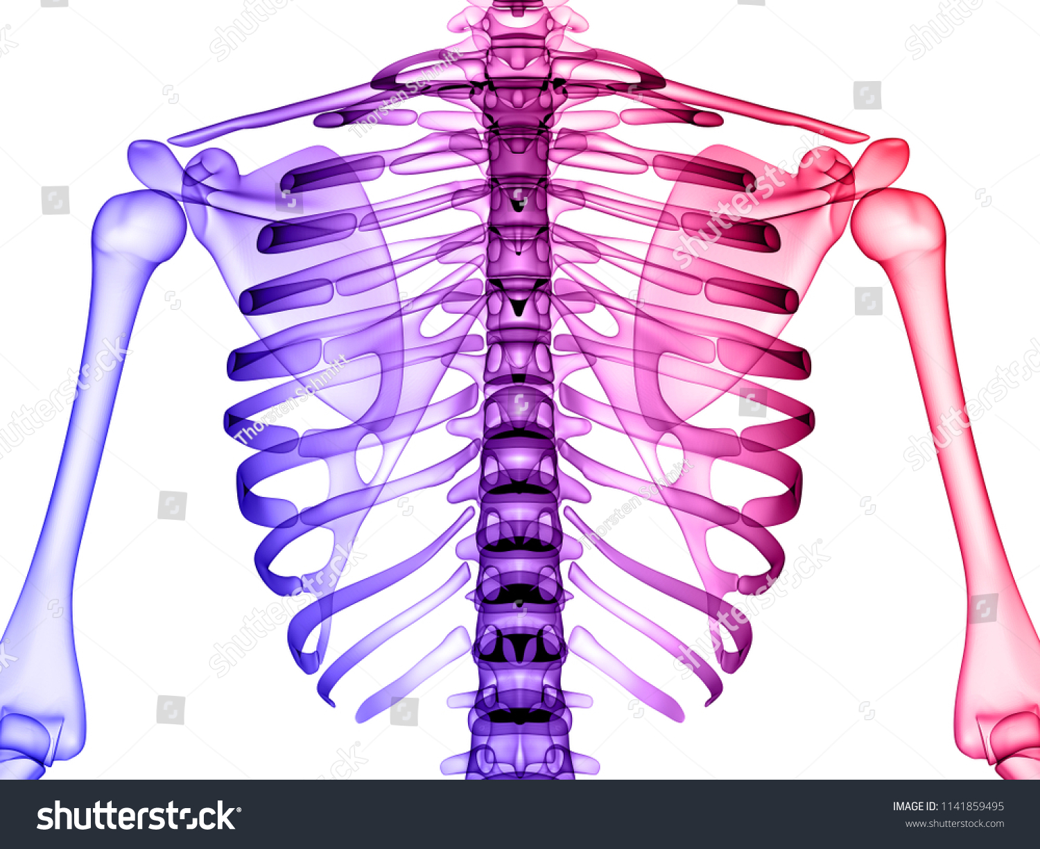 X Ray Human Body 3d Render Stock Illustration 1141859495 Shutterstock