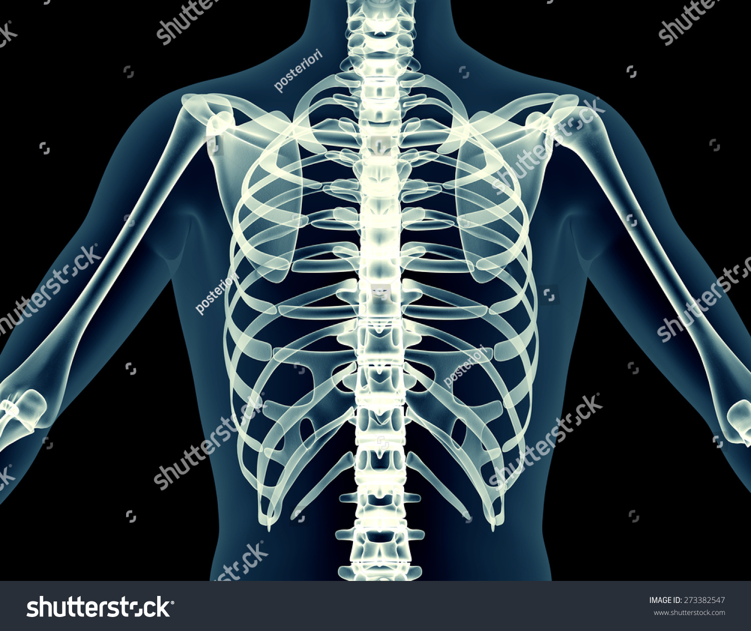 Human Body Skeleton X Ray