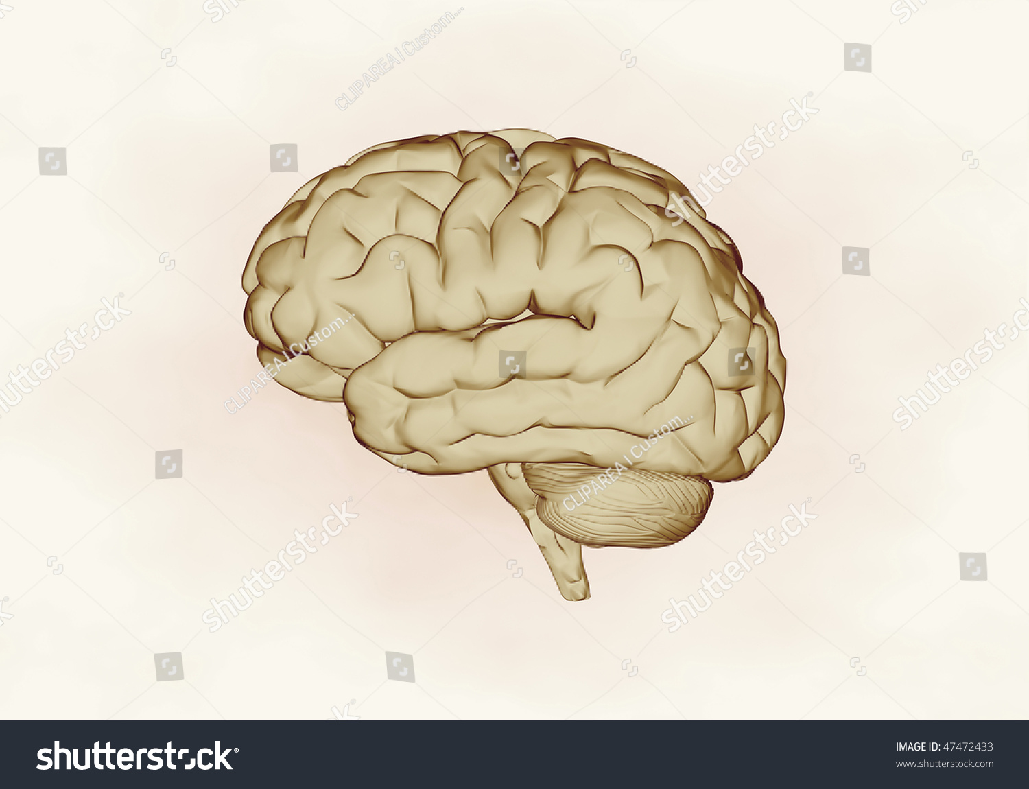 X Ray Human Brain Stock Illustration 47472433