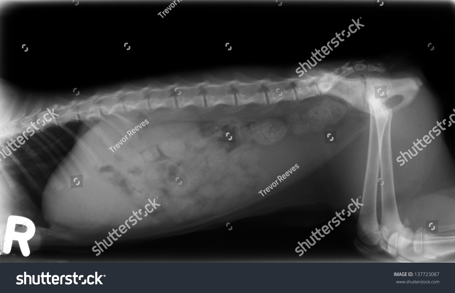 Xray Dog Abdomen Stock Photo (Edit Now) 137723087