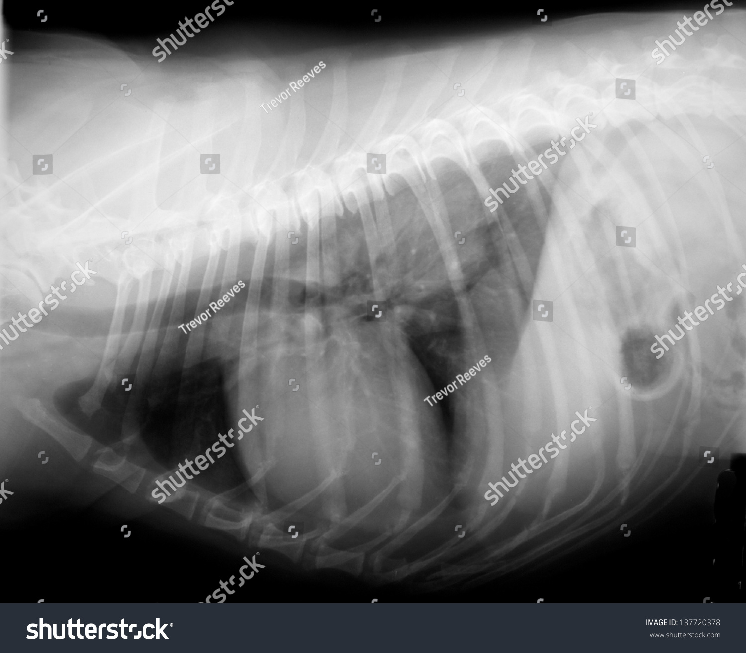 Xray Dog Chest Stock Photo 137720378 | Shutterstock