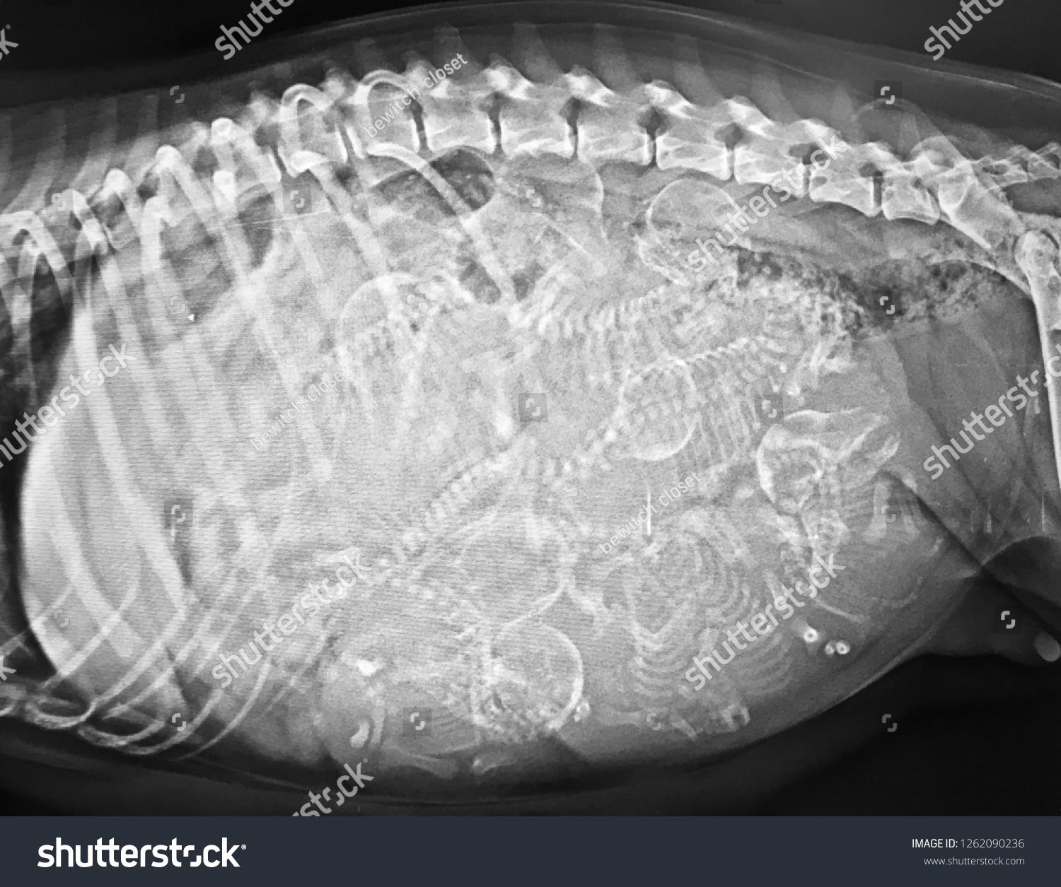 Xray Pregnant Dog Show 7 Fetuses ภาพสต็อก 1262090236 Shutterstock