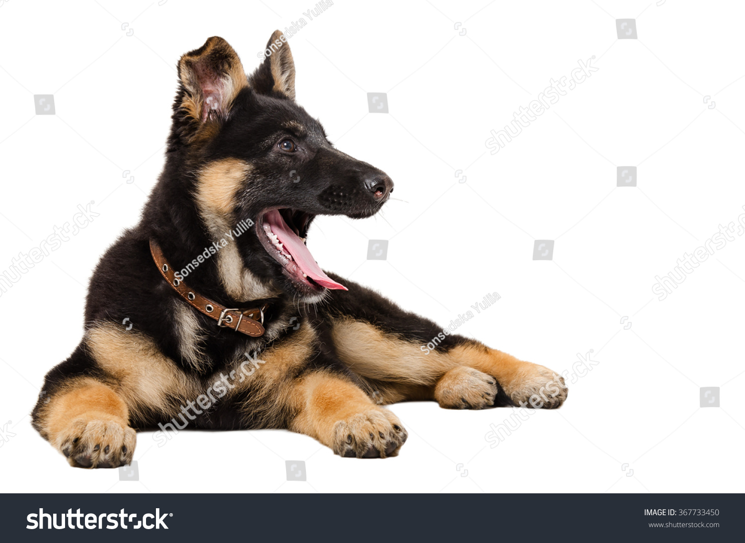 Yawning German Shepherd Puppy Lying Isolated Stock Photo (Edit Now ...