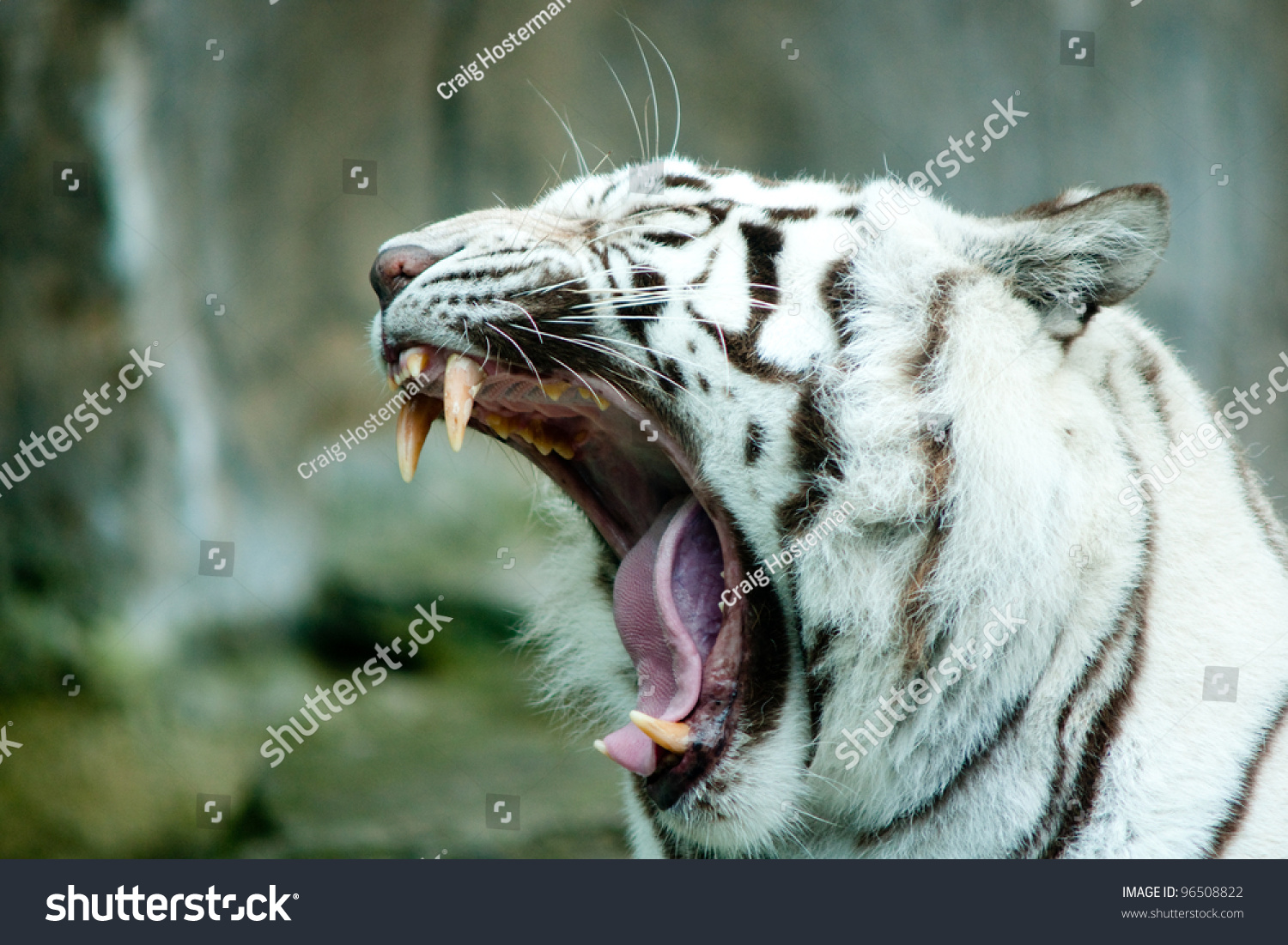 Yawning White Tiger Showing Teeth Stock Photo 96508822 - Shutterstock