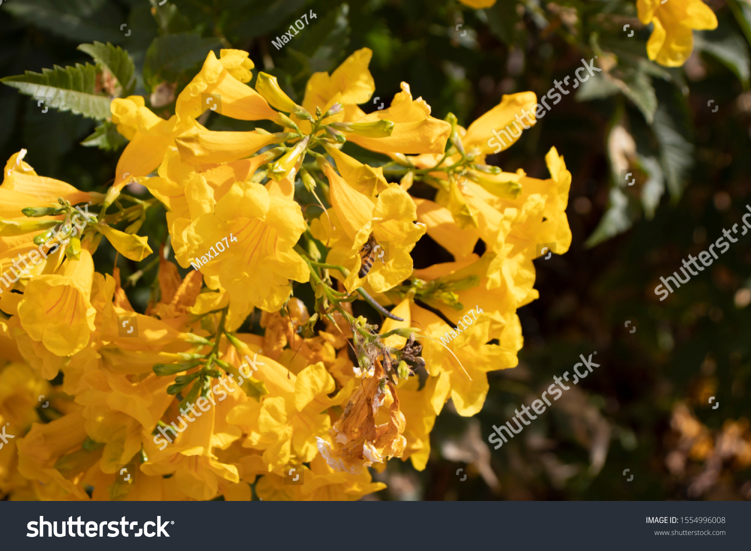 Featured image of post Yellow Aesthetic Pictures Flowers