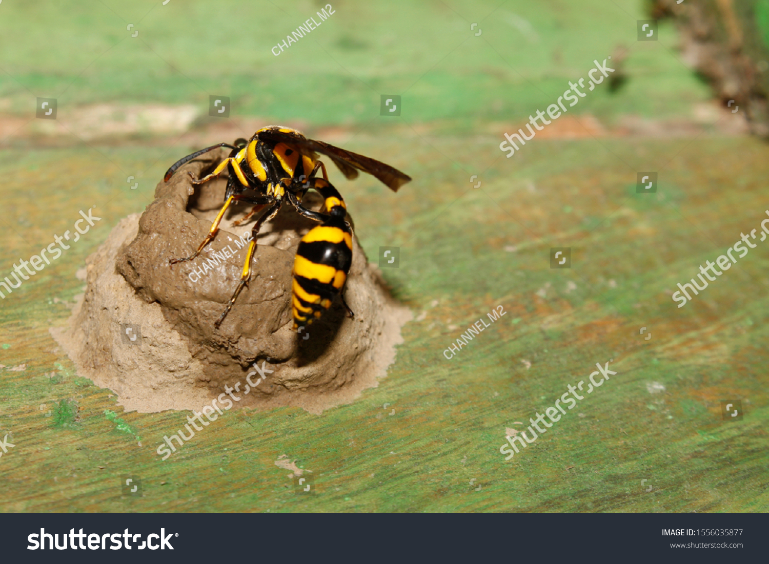 232 Potter Mason Wasps Images, Stock Photos & Vectors | Shutterstock