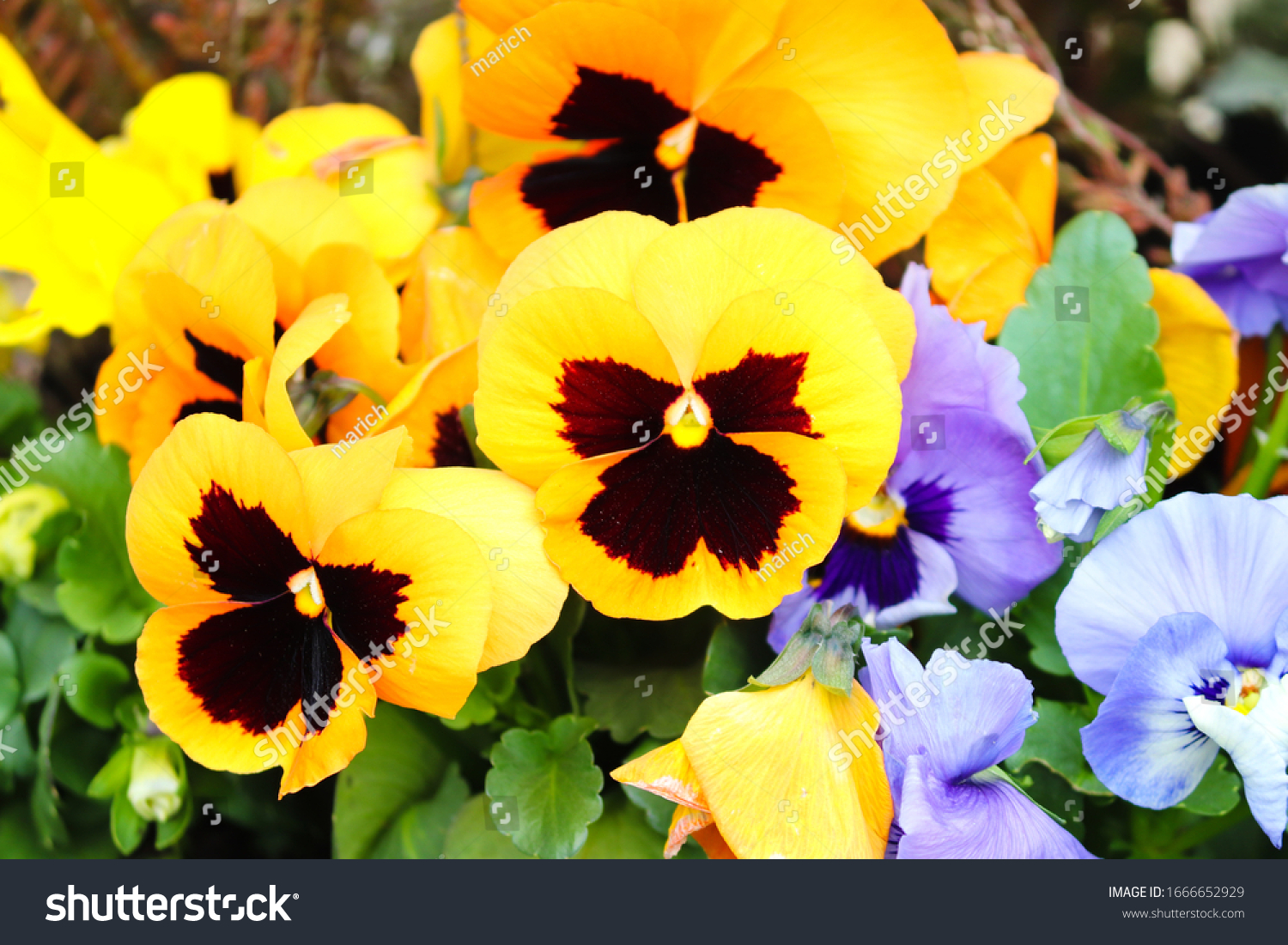 42,106 Yellow pansy Images, Stock Photos & Vectors | Shutterstock