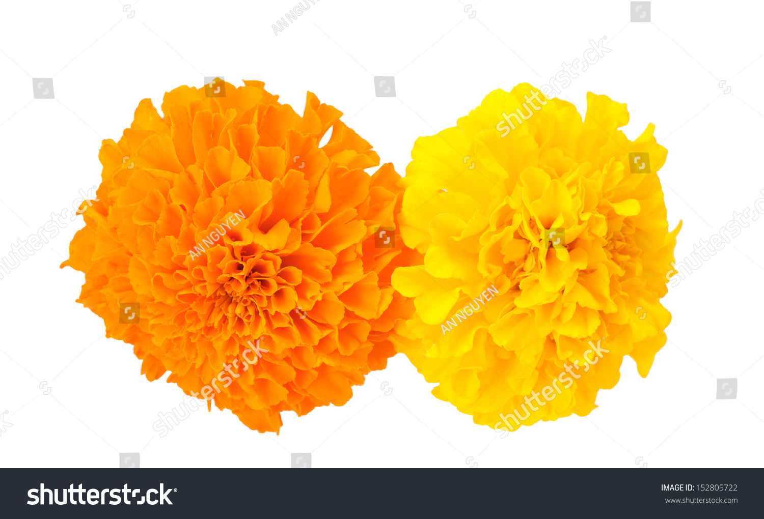 Yellow And Orange African Marigold (Tagetes Erecta) Flowers Isolated On ...