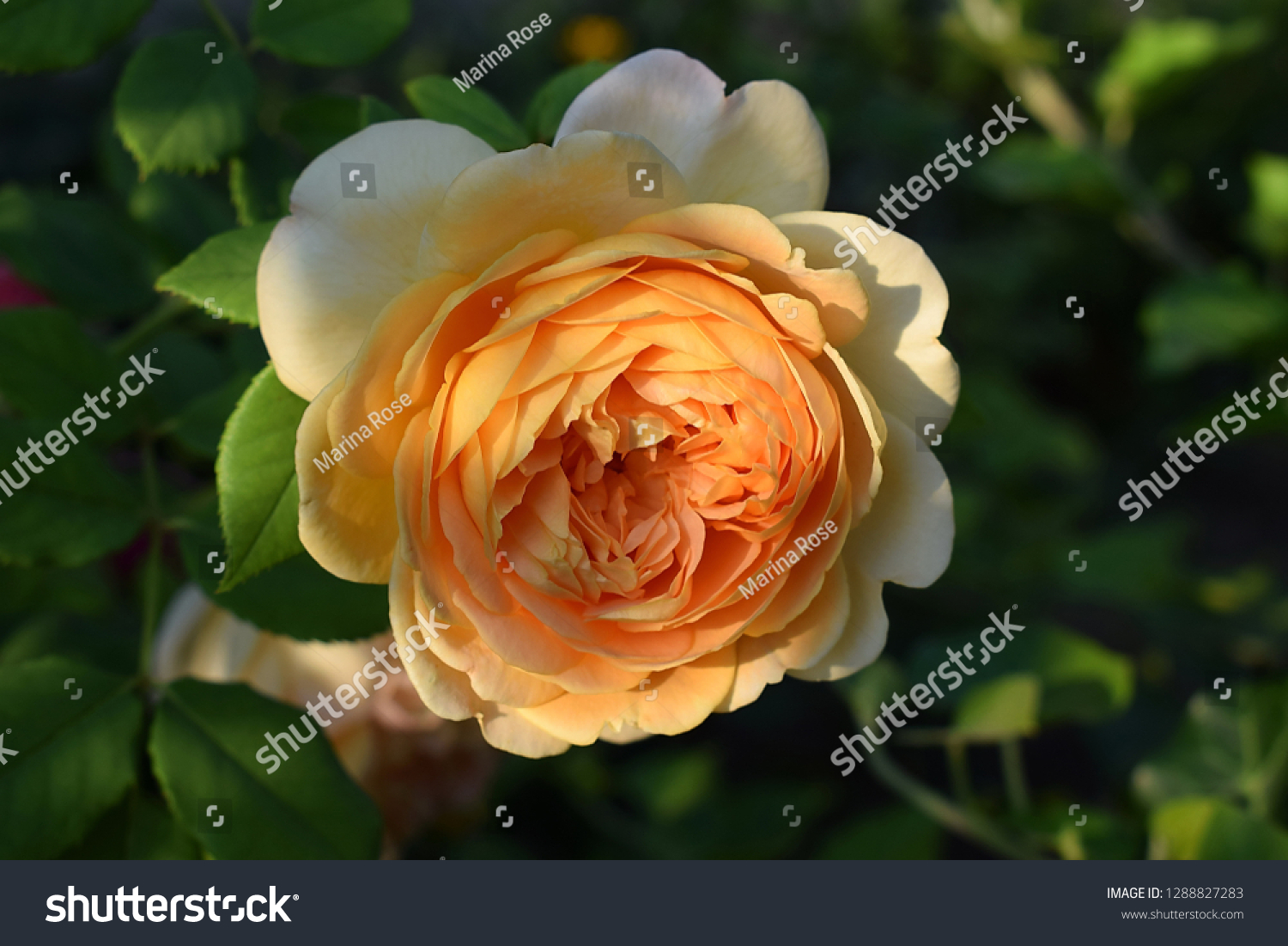 Yellow Orange Nostalgic Rose Garden Rose Stock Photo Edit Now 1272