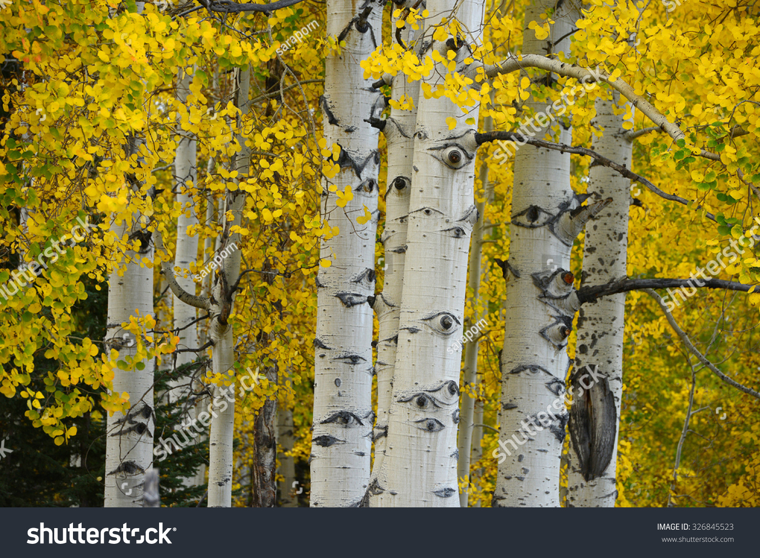 Yellow Aspen Tree Colorado Autumn Stock Photo 326845523 - Shutterstock