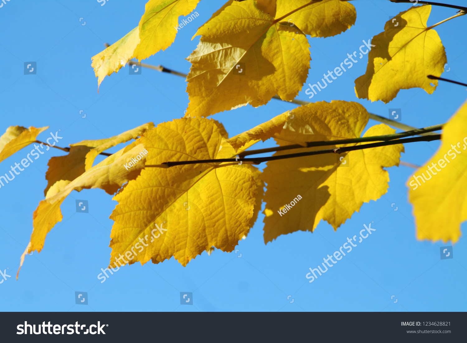 Yellow Autumn Leaves Silver Linden Tree Stock Photo Edit Now