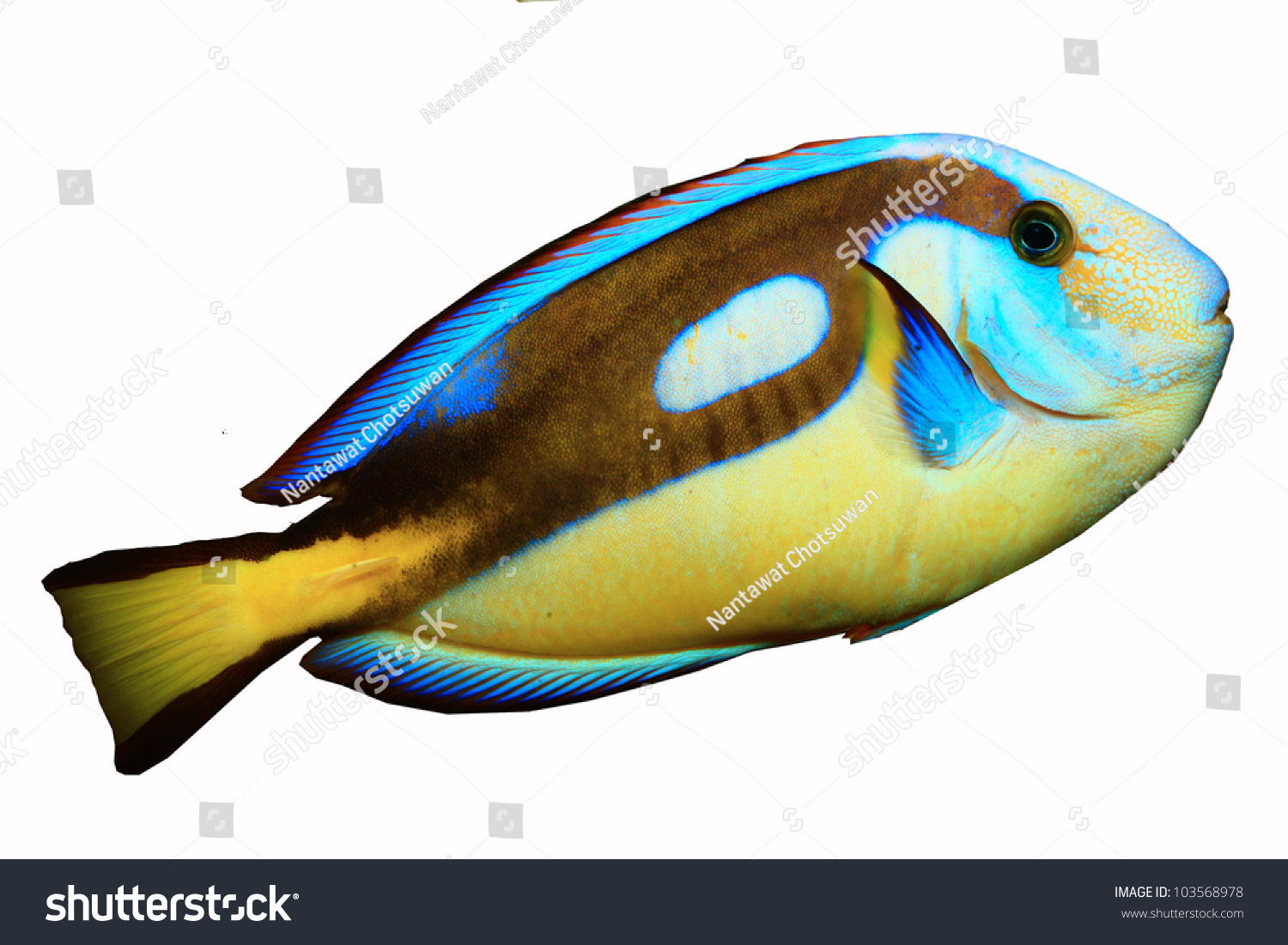 Yellow-Belly Blue Tang (Acanthurus Hepatus) Isolated On White ...