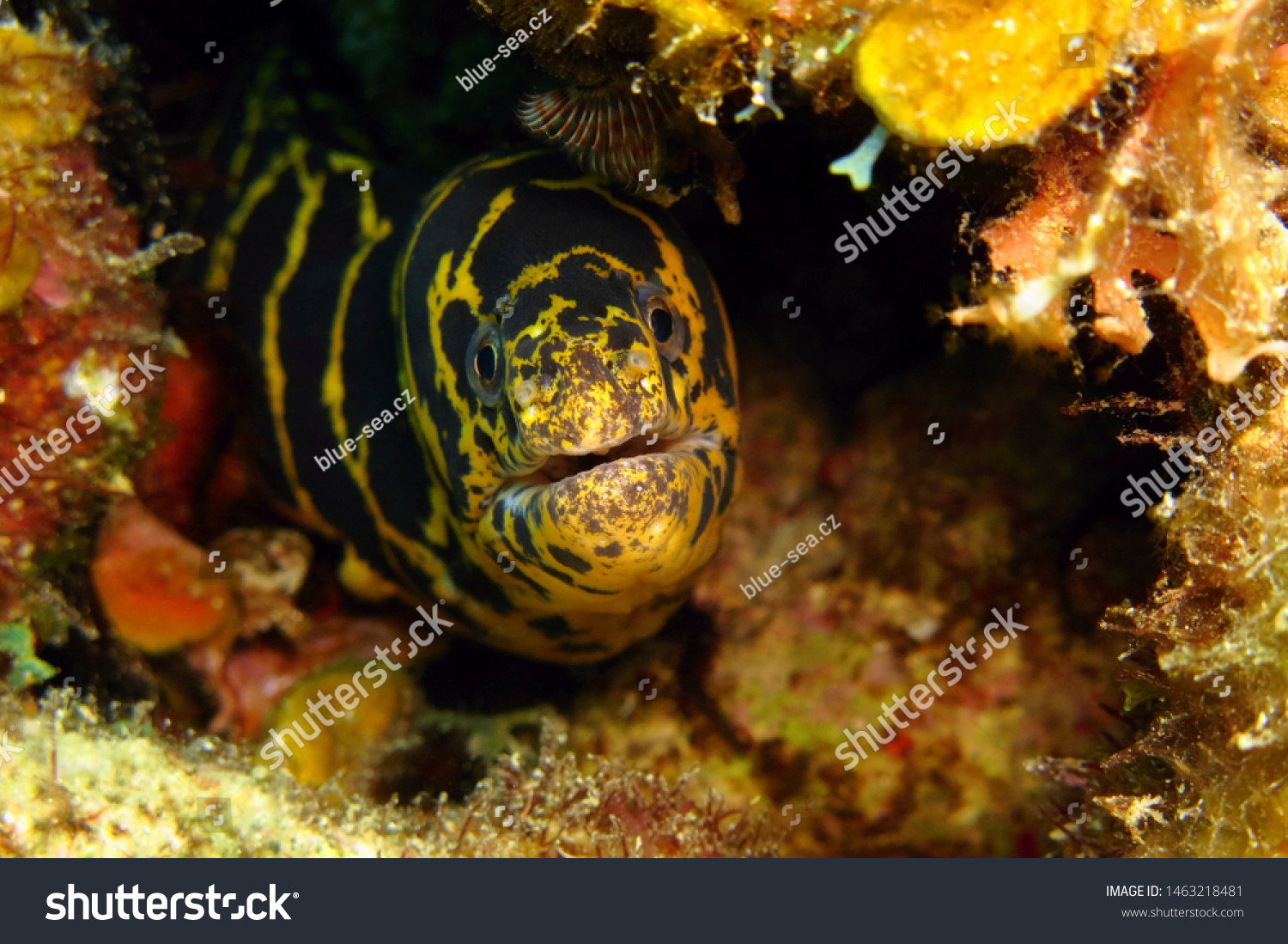 Yellow Black Moray Eel Hiding Between Stock Photo Edit Now