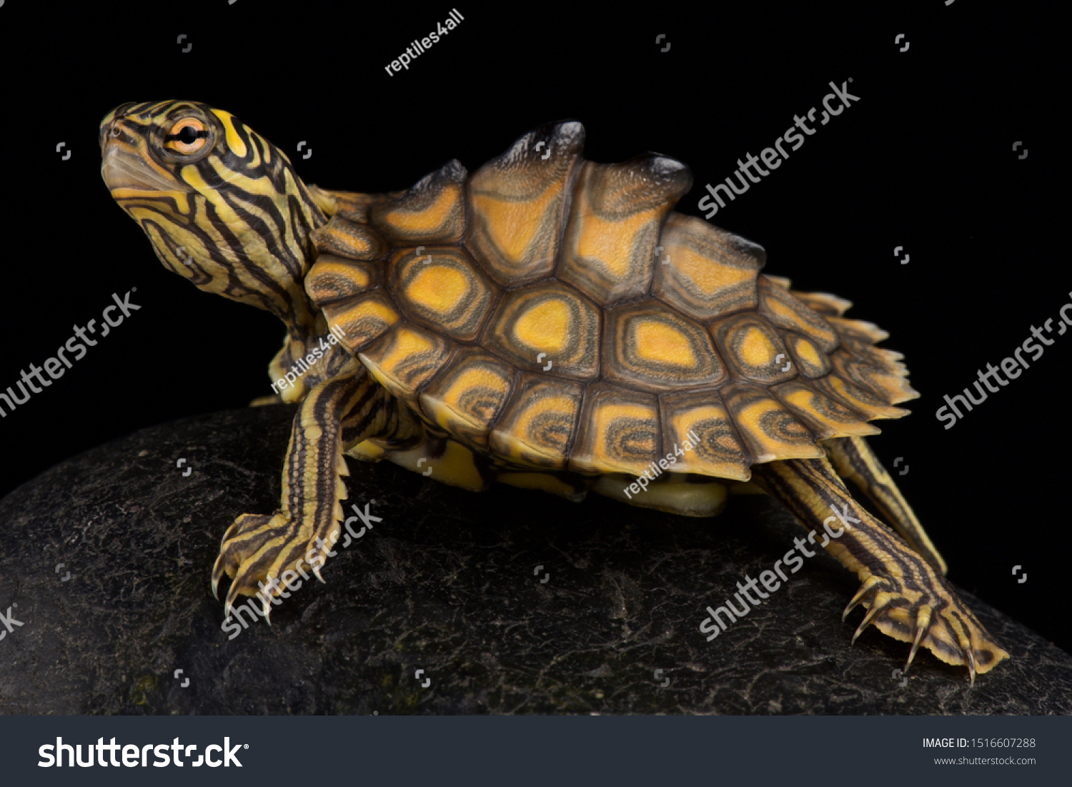 81 Mississippi Map Turtle Images Stock Photos Vectors Shutterstock   Stock Photo Yellow Blotched Map Turtle Graptemys Flavimaculata 1516607288 