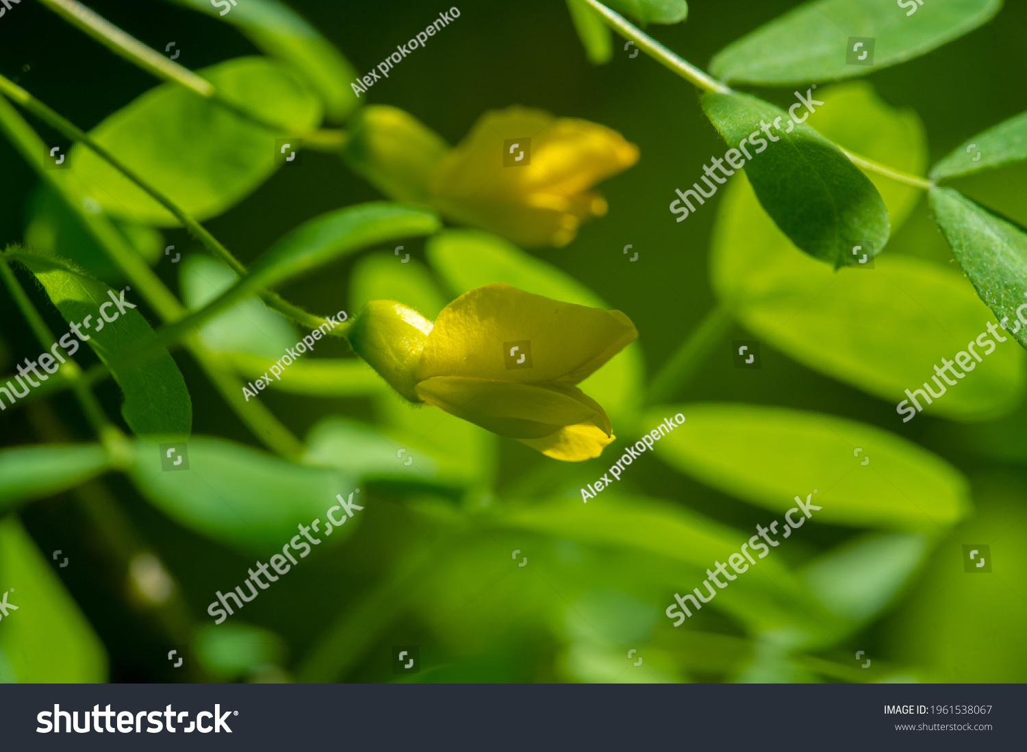 Yellow Broom Blossom Planta Genista Shrub Stock Photo 1961538067 ...