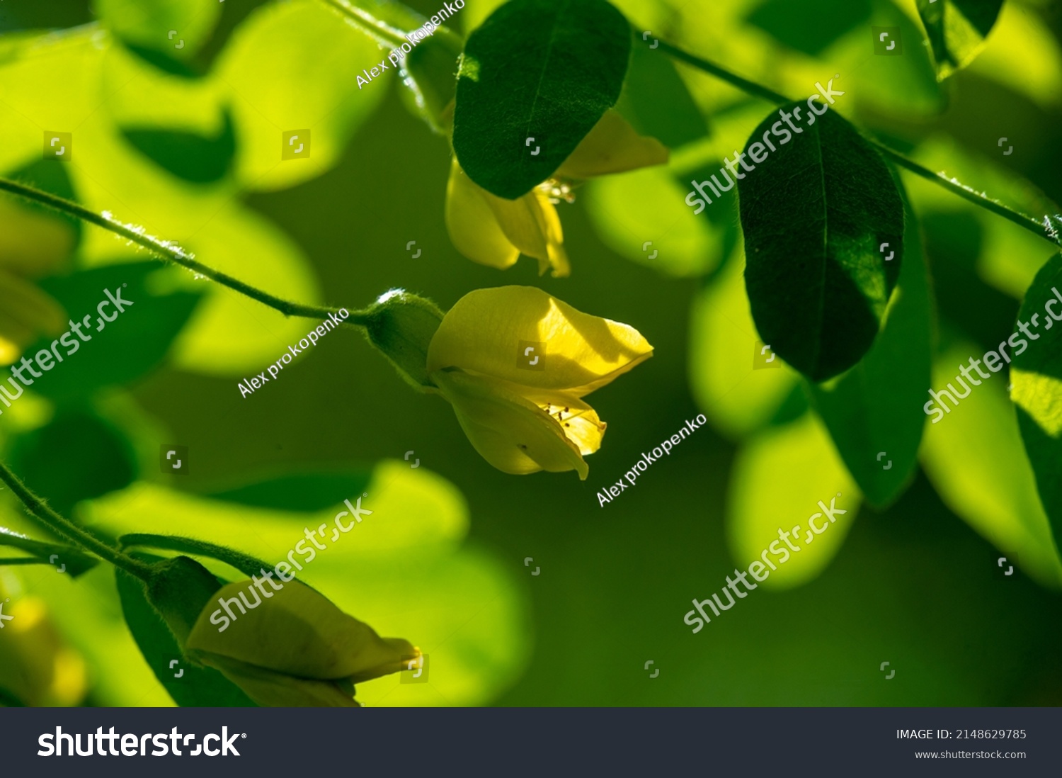 Yellow Broom Blossom Planta Genista Shrub Stock Photo 2148629785 ...