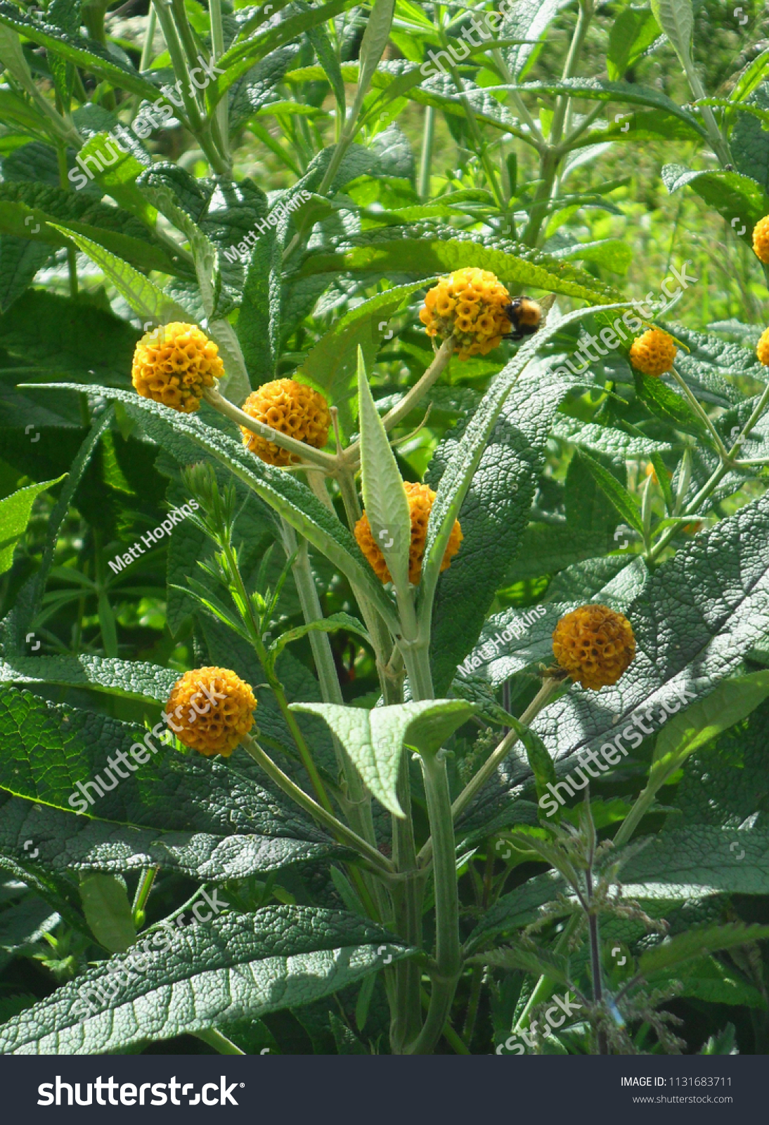 Yellow Buddleja Globosa Buddleia Shrub Flower Stock Photo (Edit