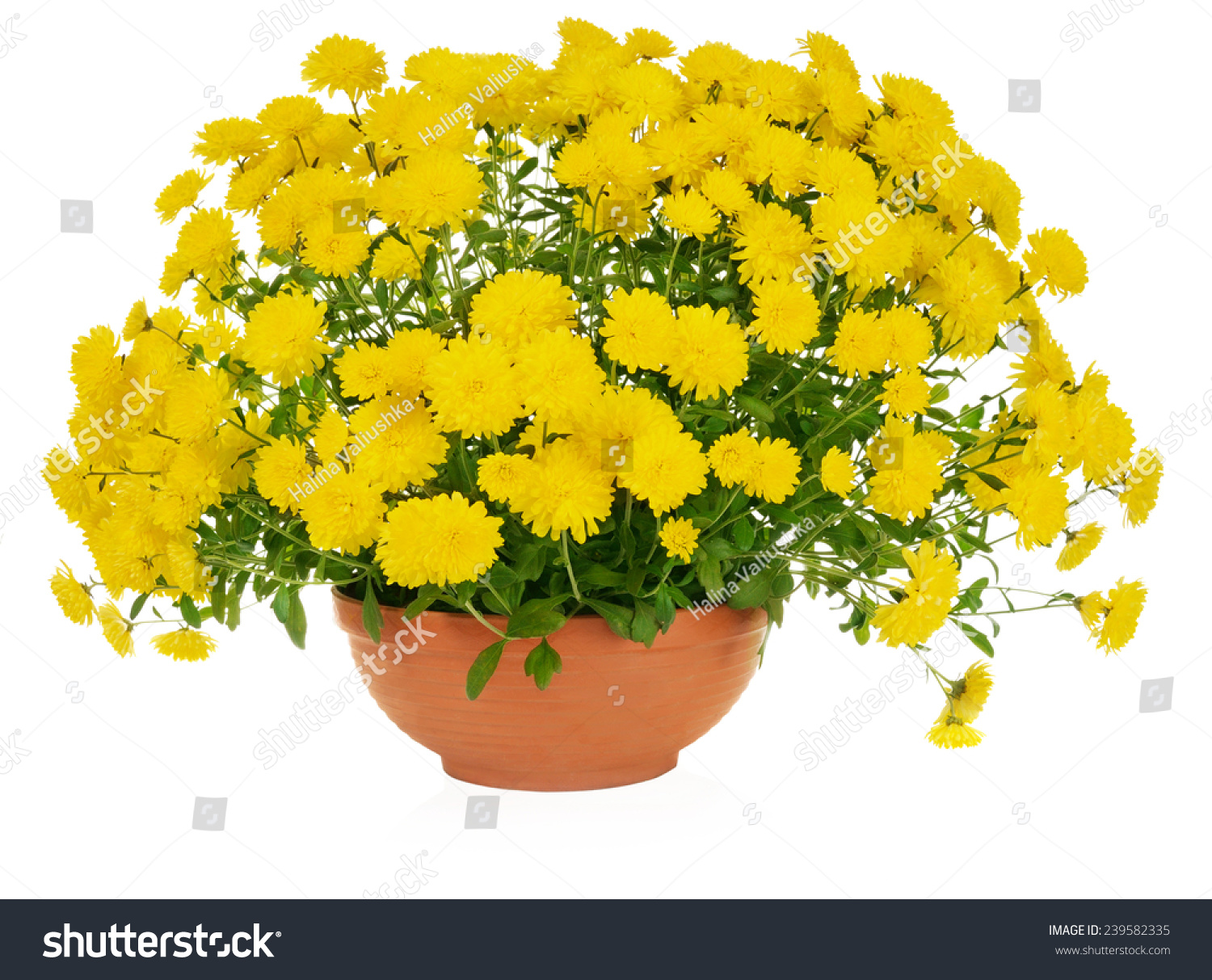 Download Yellow Chrysanthemum Flowers Pot Stock Photo Edit Now 239582335 PSD Mockup Templates