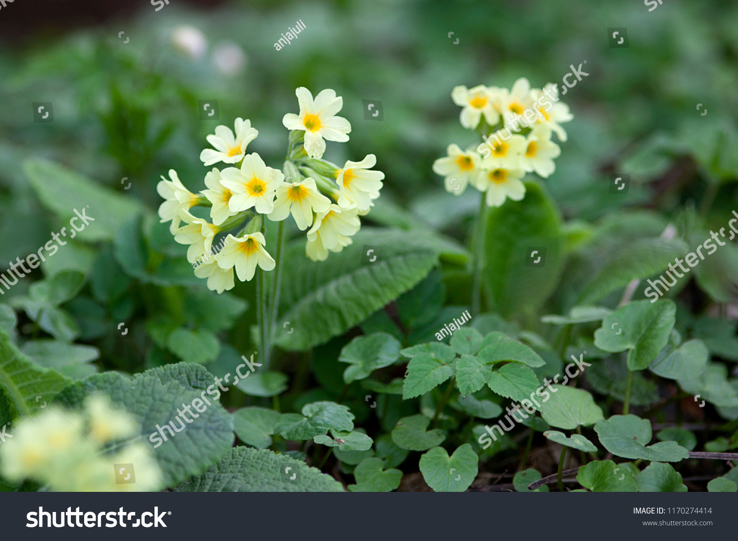 プリムラベリス 黄色のカウスリップのプリムローズの花 の写真素材 今すぐ編集