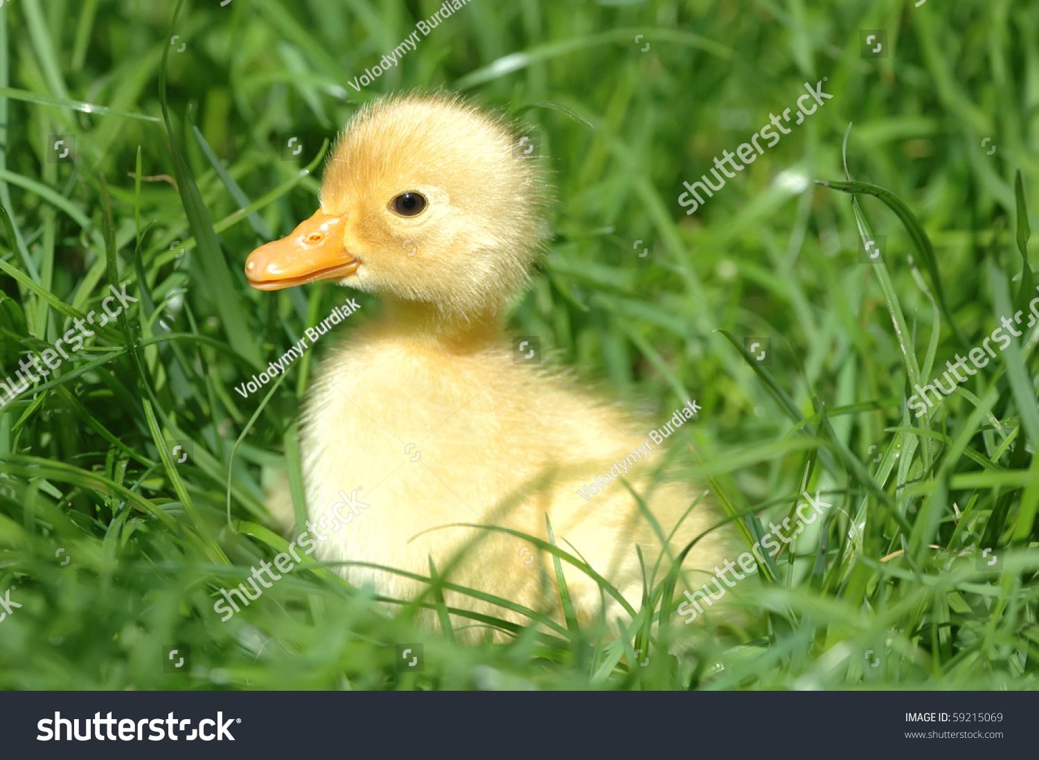 Yellow Duckling Stock Photo 59215069 : Shutterstock