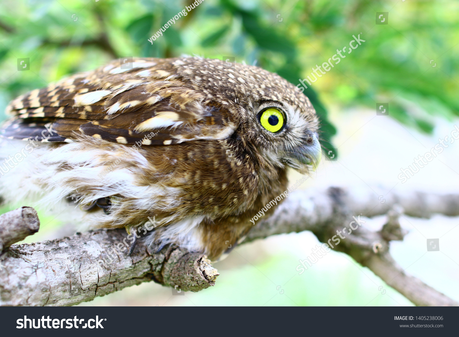 Yellow Eyes Horned Owl Close Upphoto Stock Photo Edit Now 1405238006