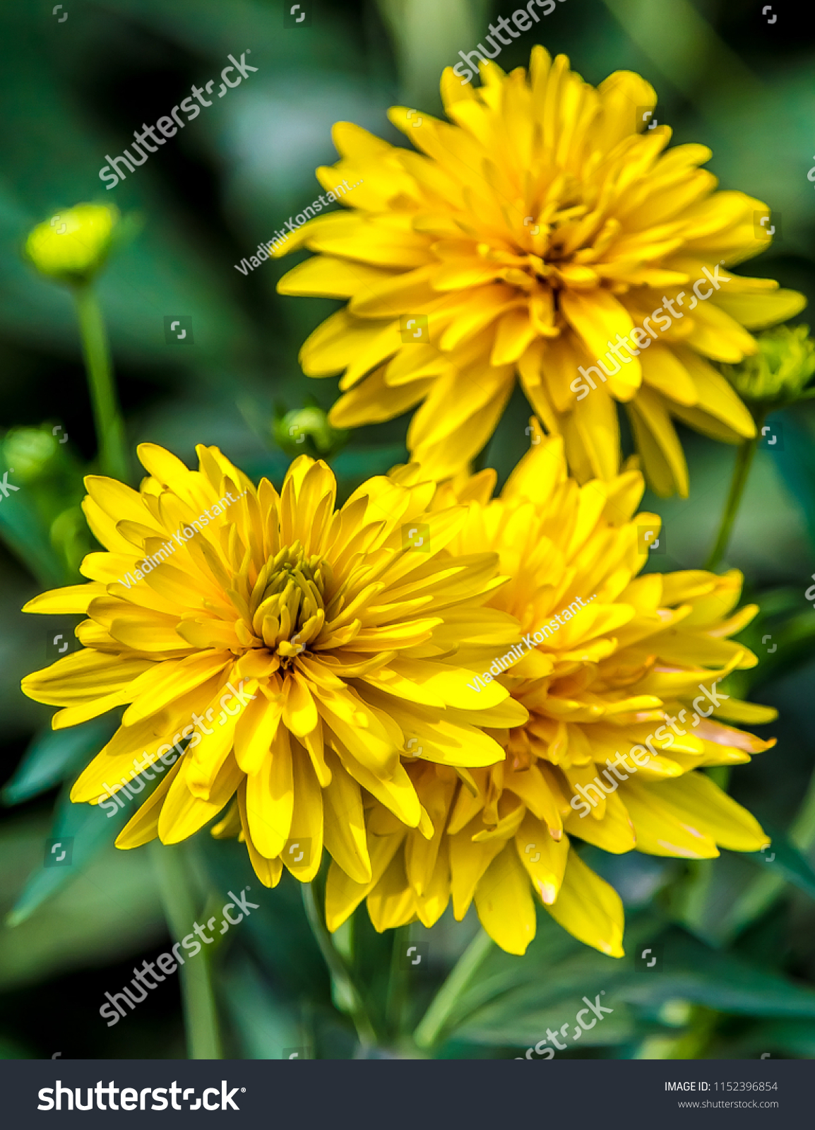 Yellow Flower Golden Ball Closeup Stock Photo Edit Now