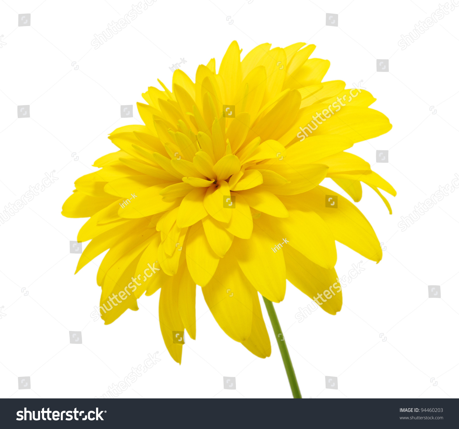 Yellow Flower Isolated On White Background Stock Photo 94460203