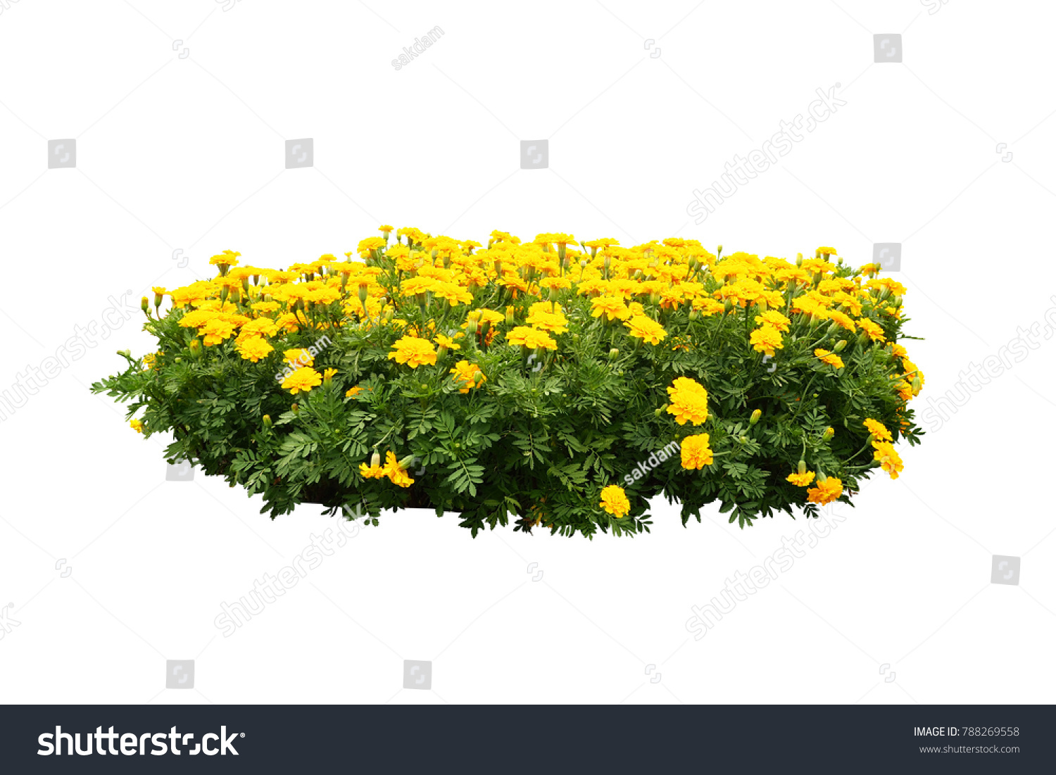 257 513 Bush with yellow flowers Images Stock Photos Vectors 257 513 Bush with yellow flowers Images Stock Photos Vectors