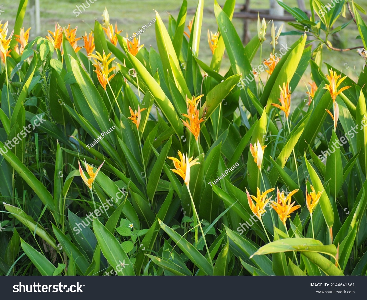 Yellow Flowers Heliconia Psittacorum Parrots Beak Stock Photo ...