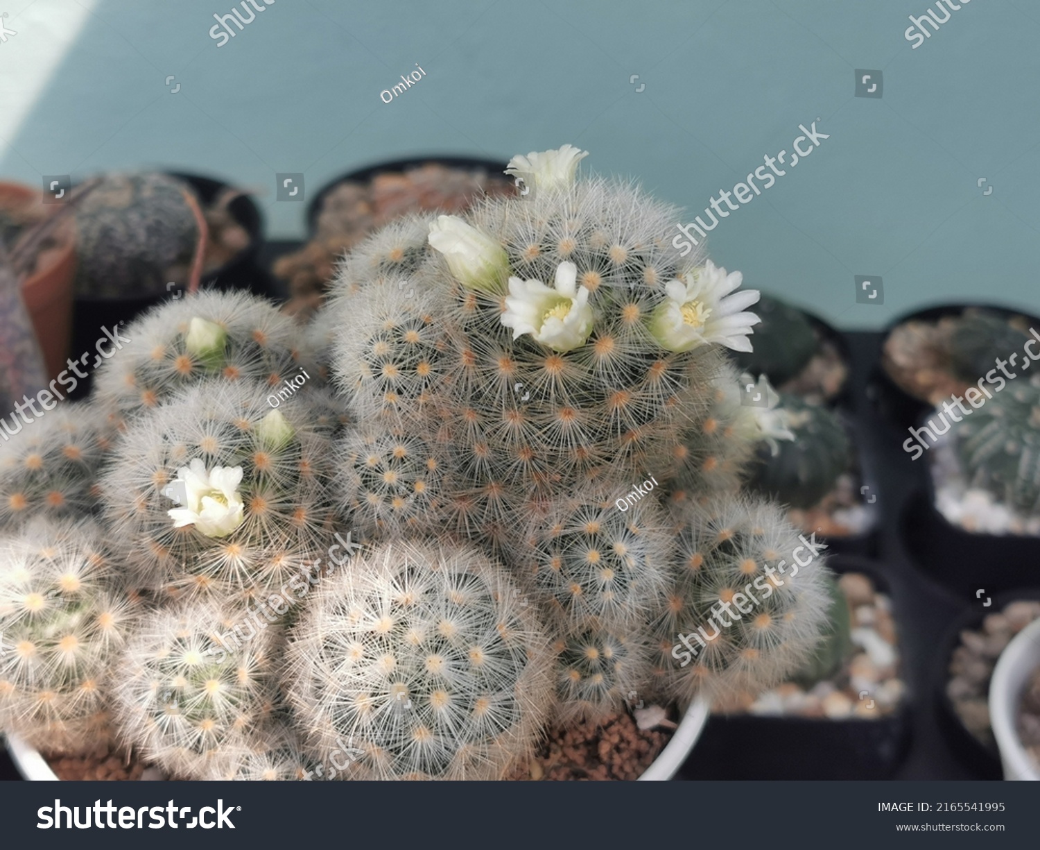 14件の Mammillaria Baumii の画像 写真素材 ベクター画像 Shutterstock