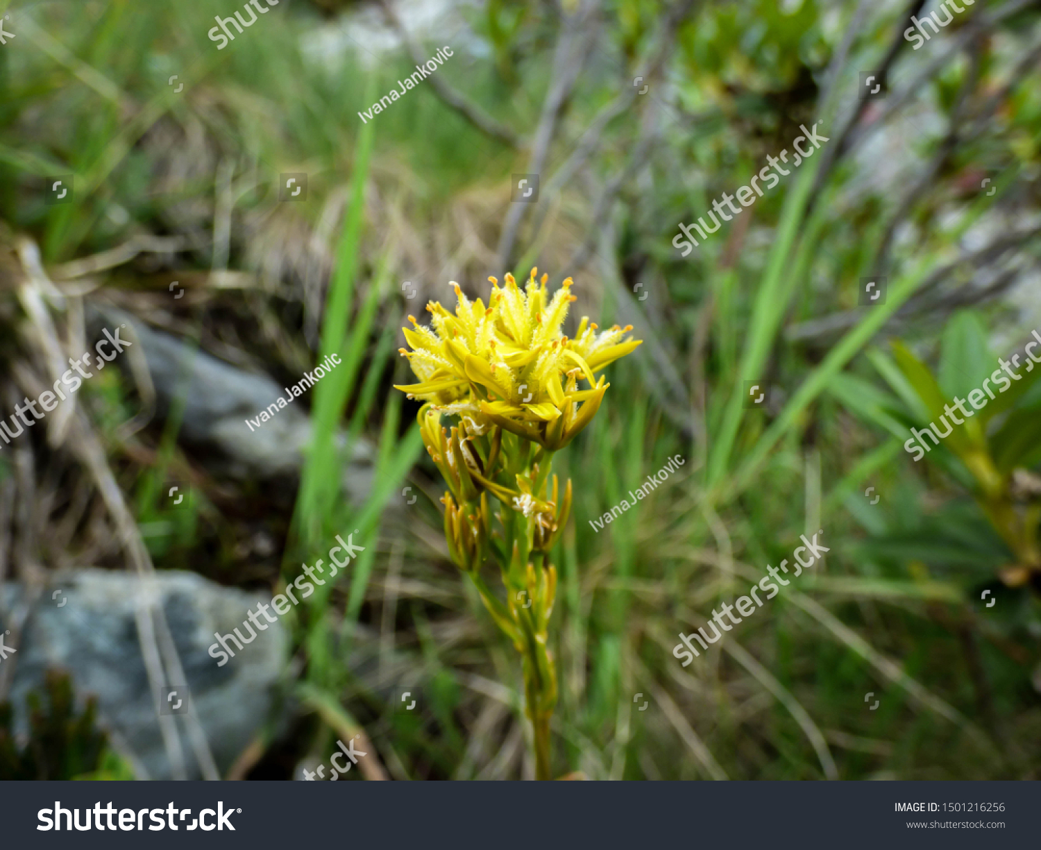 TÌNH YÊU CÂY CỎ ĐV 8  - Page 67 Stock-photo-yellow-flowers-of-narthecium-scardicum-on-the-sharr-mountain-piribeg-summit-on-kosovo-1501216256
